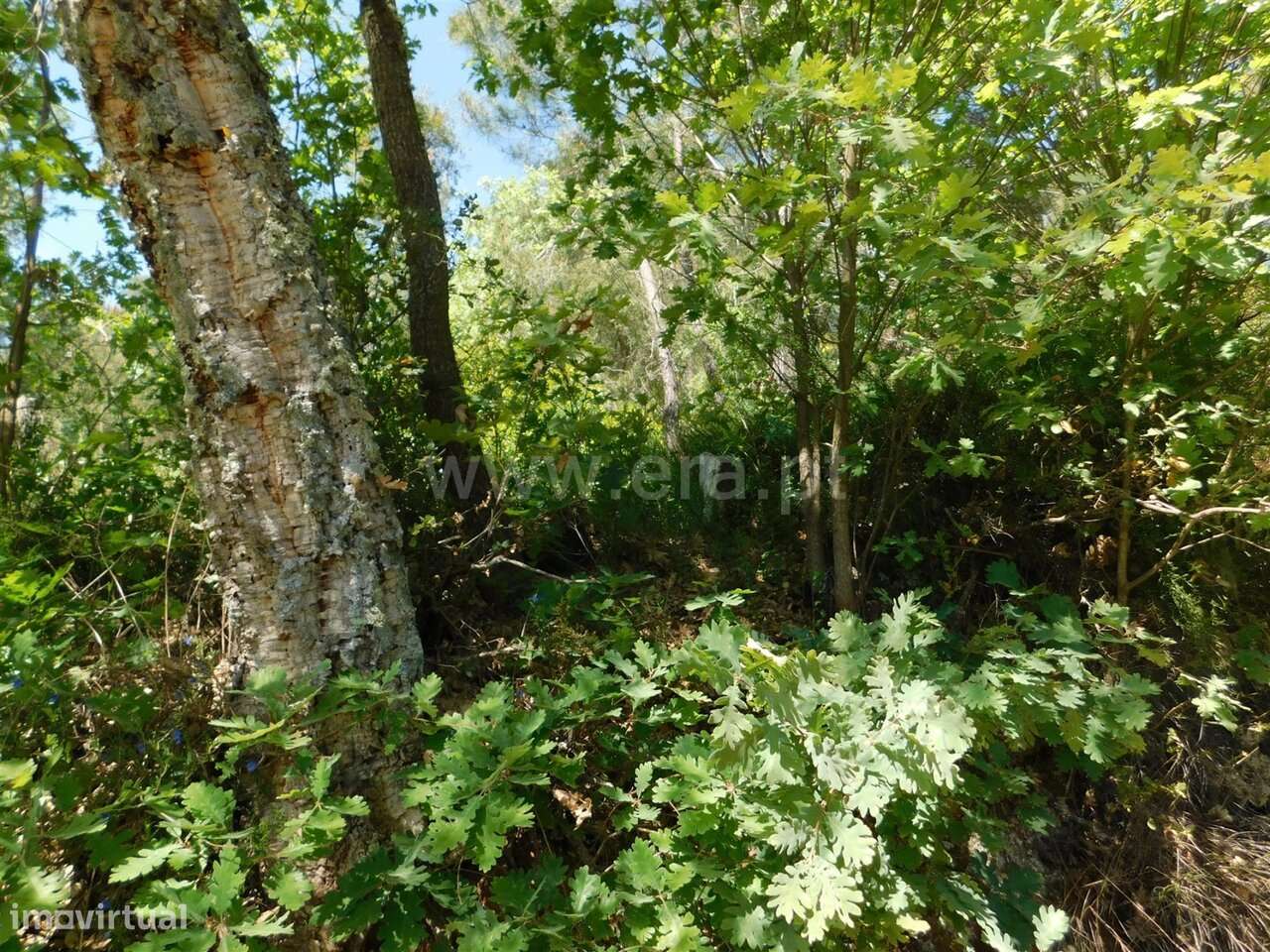 Terreno Rústico / Fundão, Fatela-11