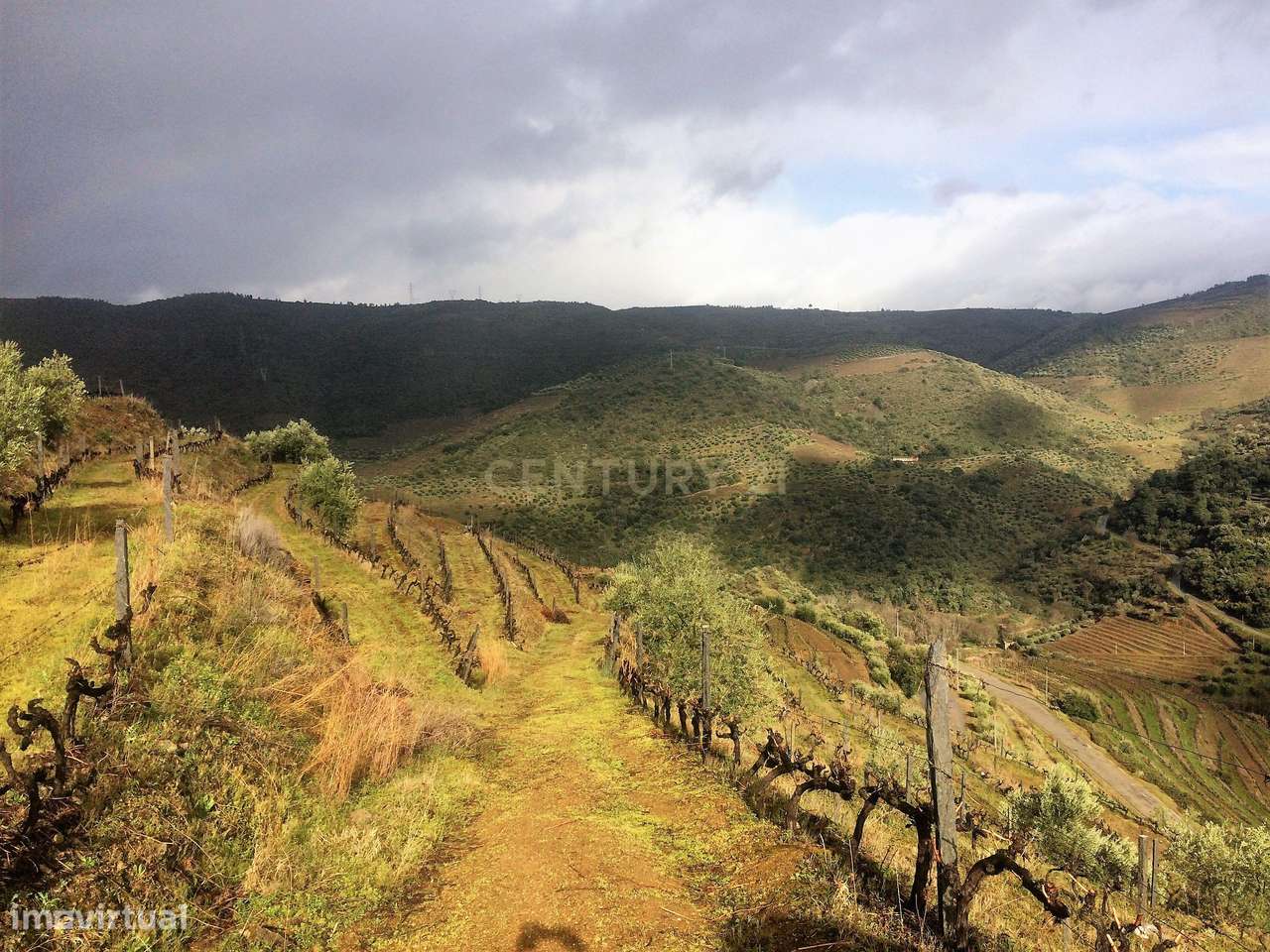 Propriedade no Vale do Douro com Vinhas Automatizadas. - Grande imagem: 2/9