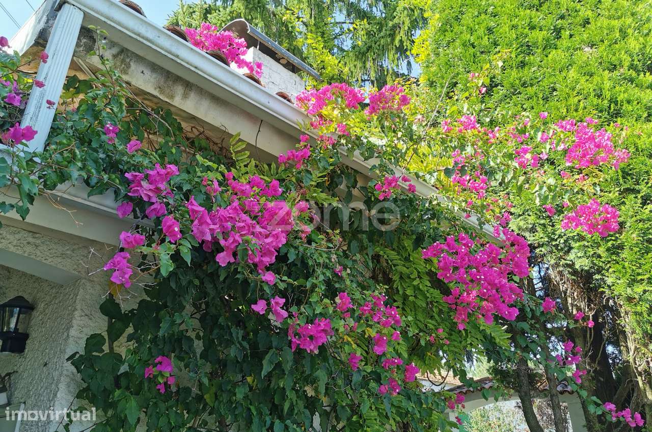 Quinta Kiwis, 1,7ha, 2 casas, piscina, Estrada Real, Águeda, Aveiro - Grande imagem: 5/60