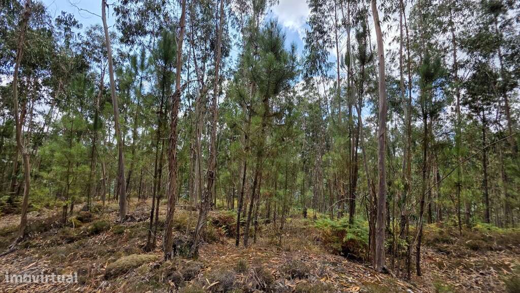 Bouça - Mosteiro - Grande imagem: 5/13