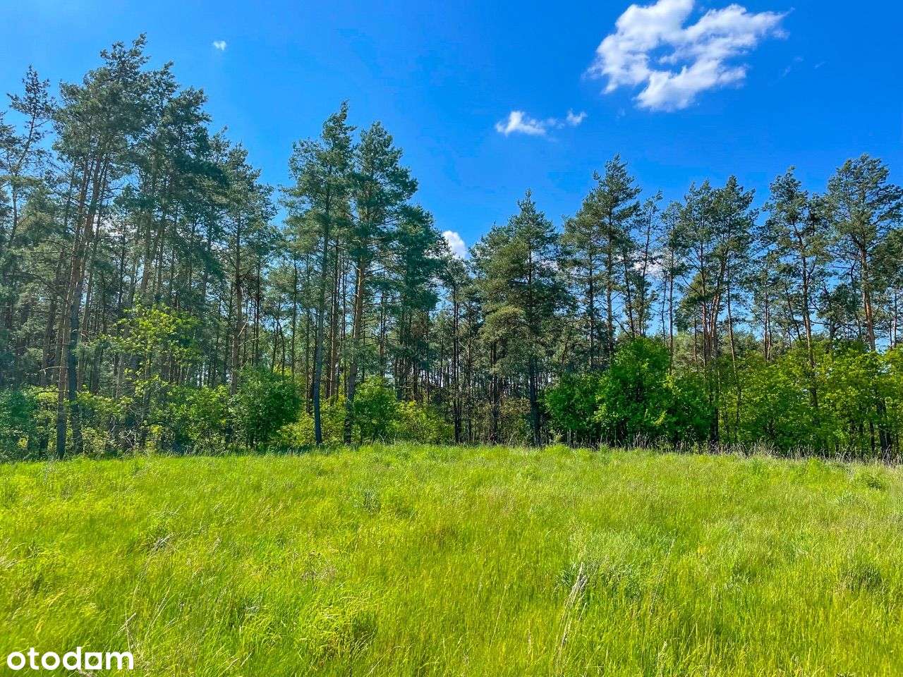 Działka leśna z kawałkiem polany !! BABKI 21001m2 - Pełny obrazek: 5/5