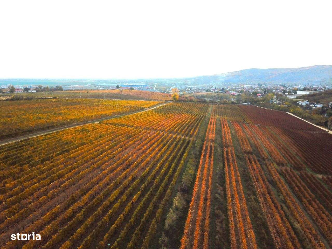 Podgorie de vita-de-vie nobila cu conac boieresc - Imagine principală: 3/10