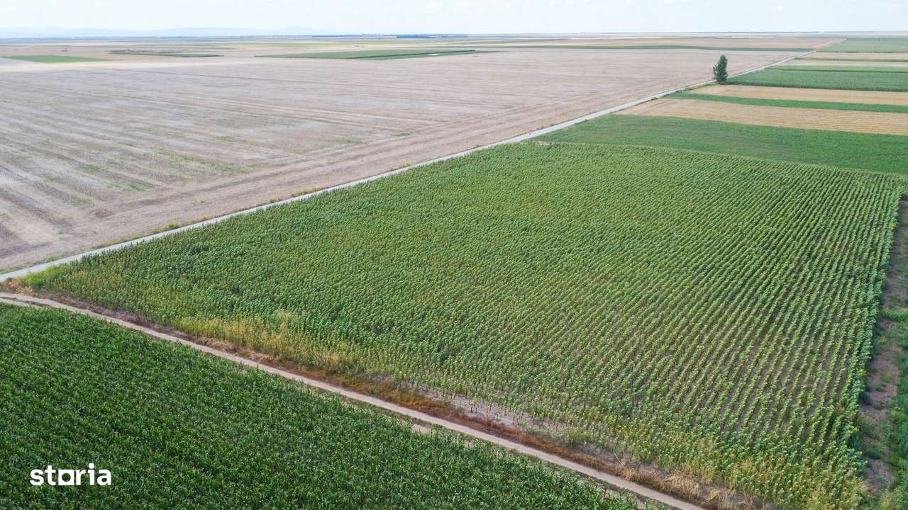 Teren agricol extravilan 2.6 ha - 26.000 mp - Valcelele, Buzau-7