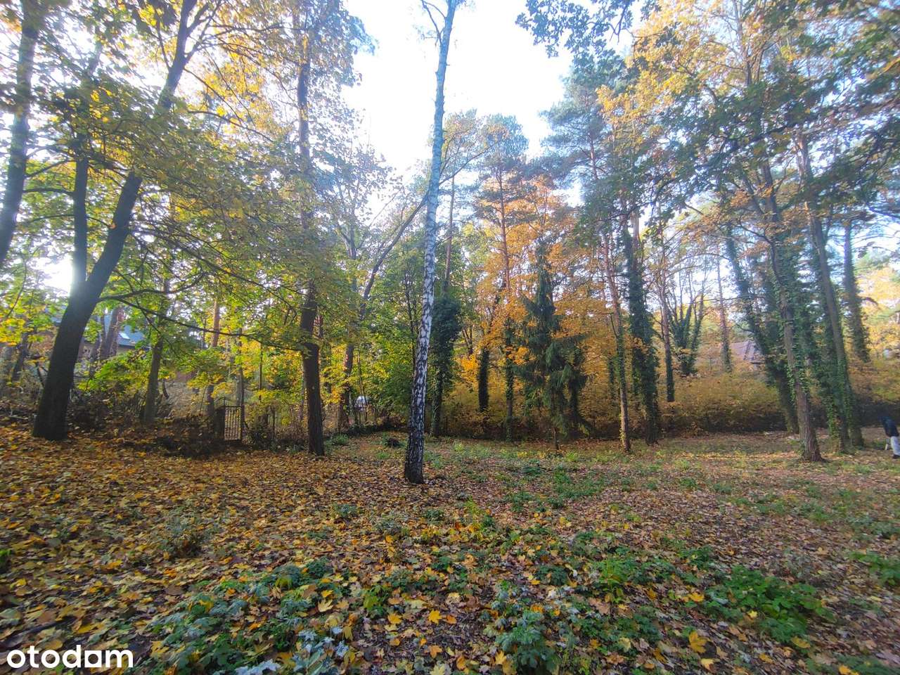 Łomianki, Dąbrowa Leśna, działka 1500m2 - Pełny obrazek: 4/7