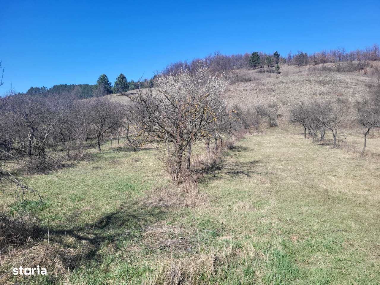 Parcele de vânzare în Tinăud Bihor-5