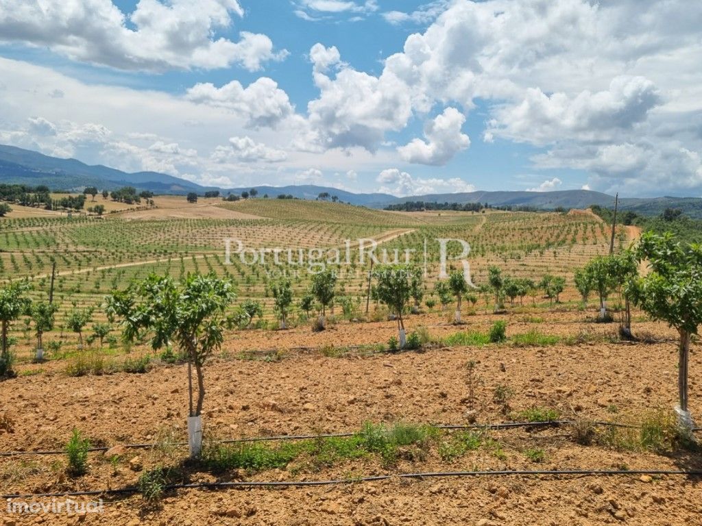 Herdade de 64ha com Amendoal no Fundão