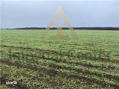 Teren Intravilan 28.000 mp în One?ti – pentru Investi?ii Industriale s-1