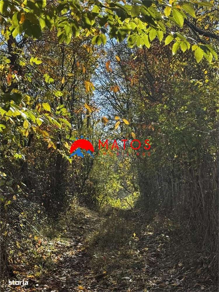 Teren intravilan 6.842 mp de vanzare in Poiana Campina, vedere placuta-3