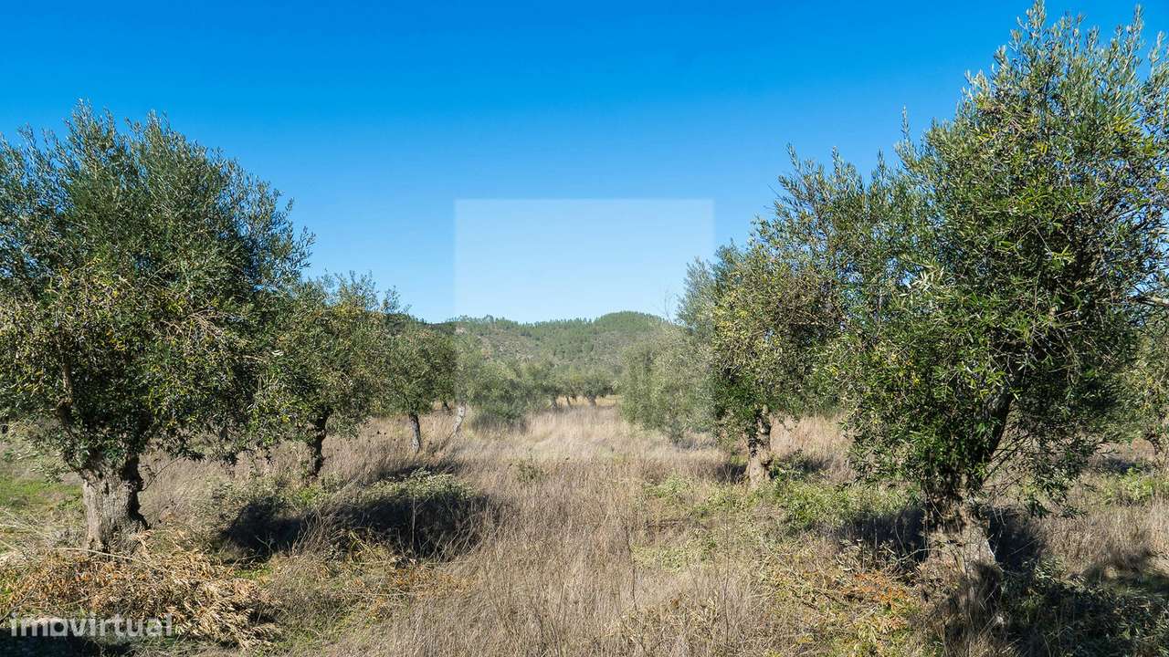 Project Green Valley-8