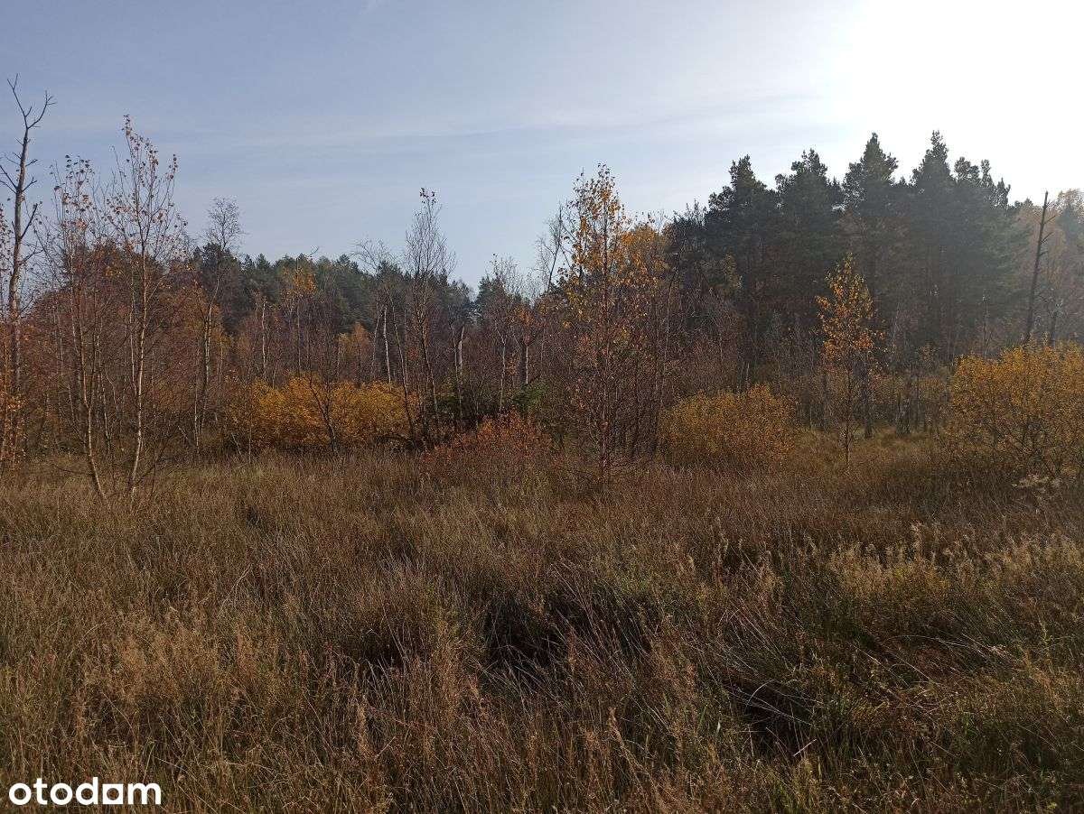 Leśniewo - działka o pow. 4665m2 z WZ z 2024r.-2