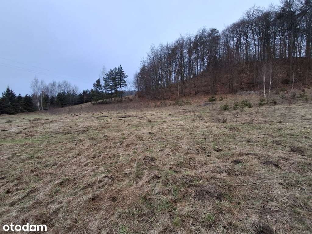 Działka budowlana z własnym lasem