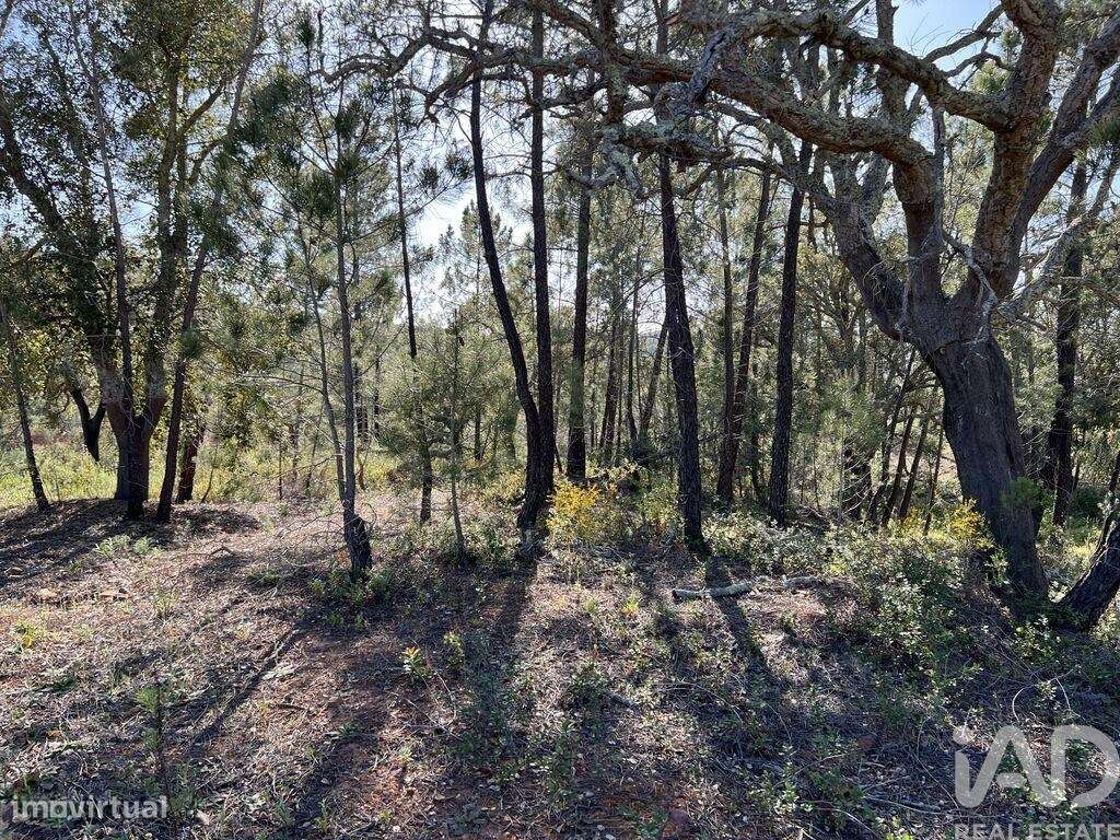 Terreno em Querença, Tôr e Benafim de 1580,00 m2 - Grande imagem: 5/9