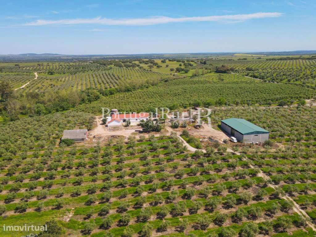 Herdade com 38 hectares com Olival em Produção com 2 Moradias - Grande imagem: 4/17