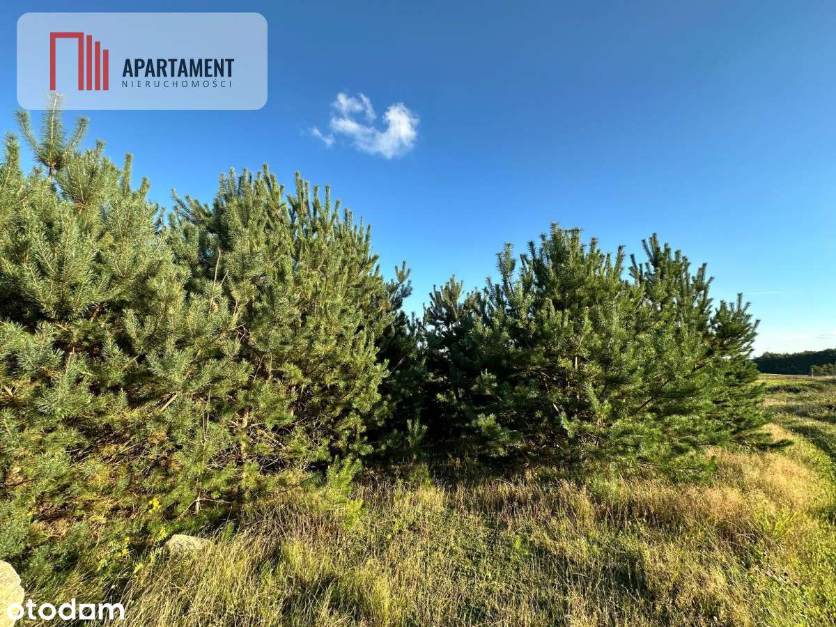 Szatarpy-spokojna okolica, zieleń i natura. - Pełny obrazek: 4/9