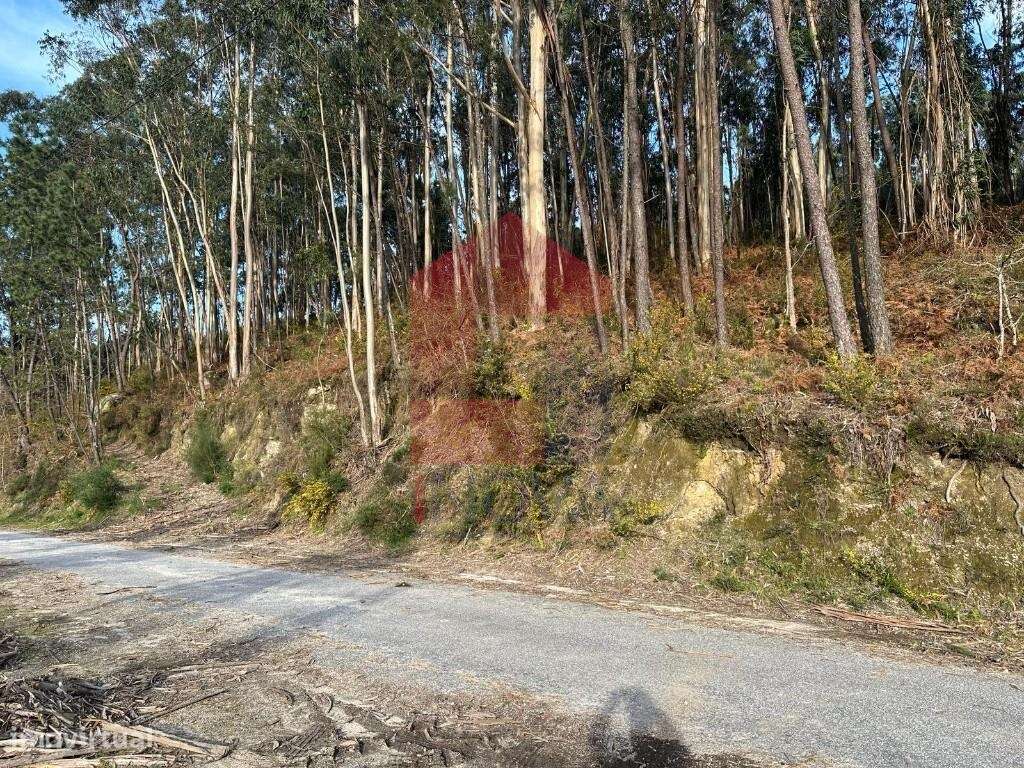 Terreno florestal, Oriz Sta Marinha - Grande imagem: 2/39