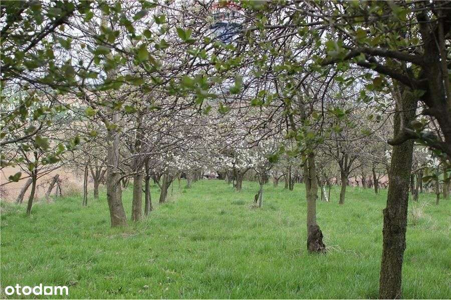 Sad Owocowy - Pełny obrazek: 5/8