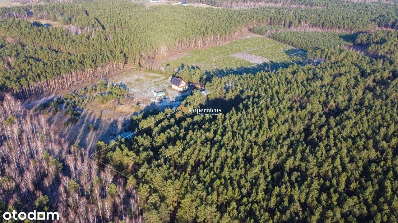 działka pokryta lasem + w otoczeniu lasu - Pełny obrazek: 4/13