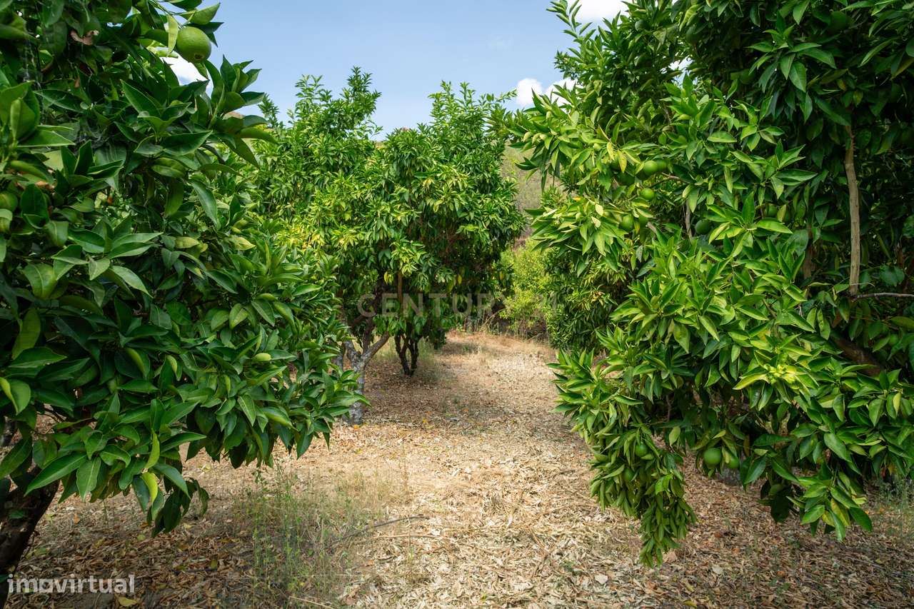 Farm with productive vineyard in the Douro Demarcated Region — São Joã-20