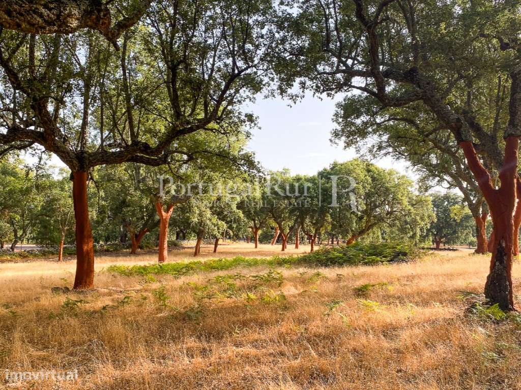 Quinta de 10 ha com projeto aprovado para 2 moradias em Marvão-58