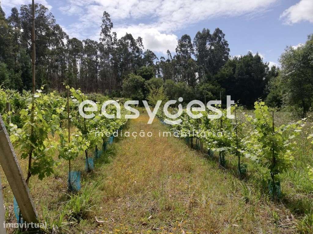 Terreno com vinha e zona florestal - Granja - Grande imagem: 2/12