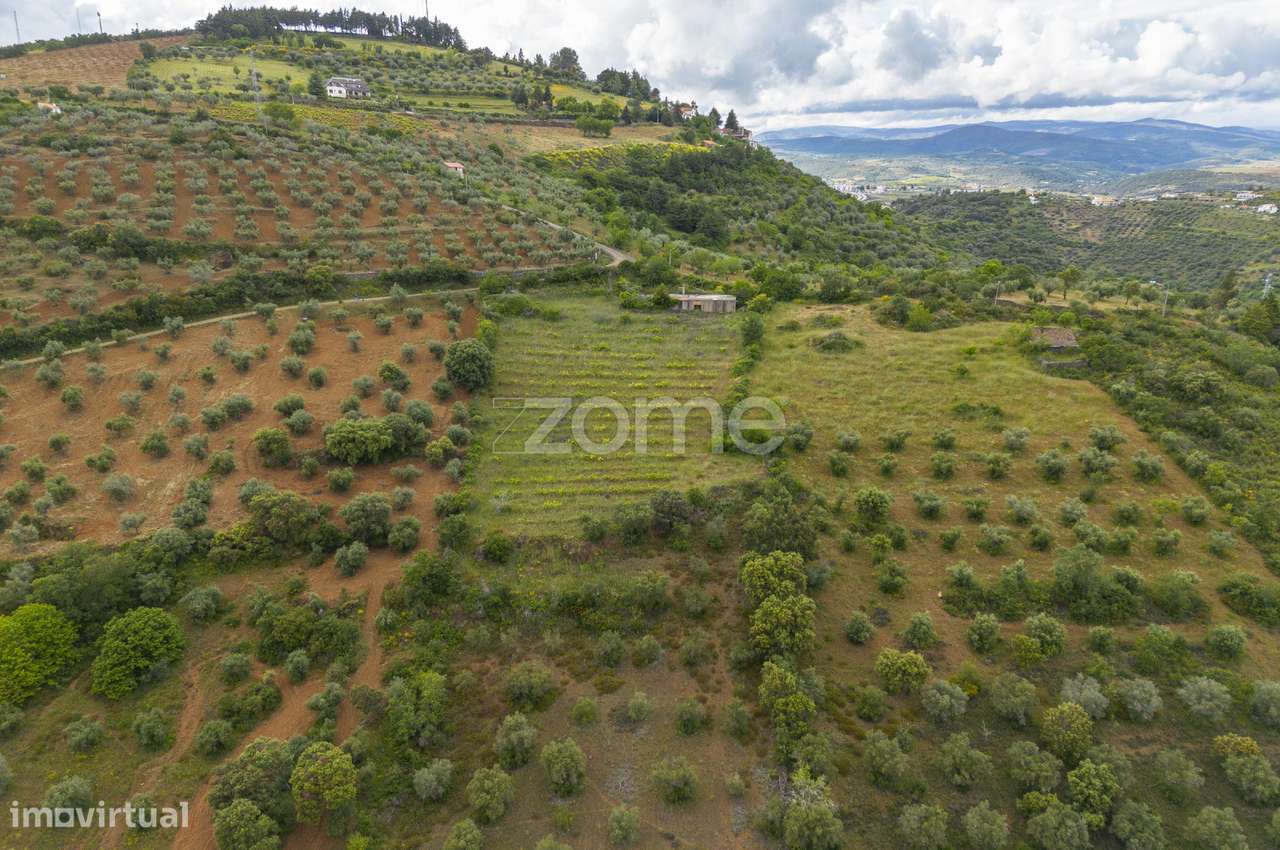 Terreno com olival, vinha e pastagem - Grande imagem: 3/33