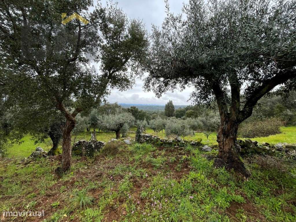 Terreno rústico com 10.800m2 para venda em Juncal do Campo! - Grande imagem: 4/18