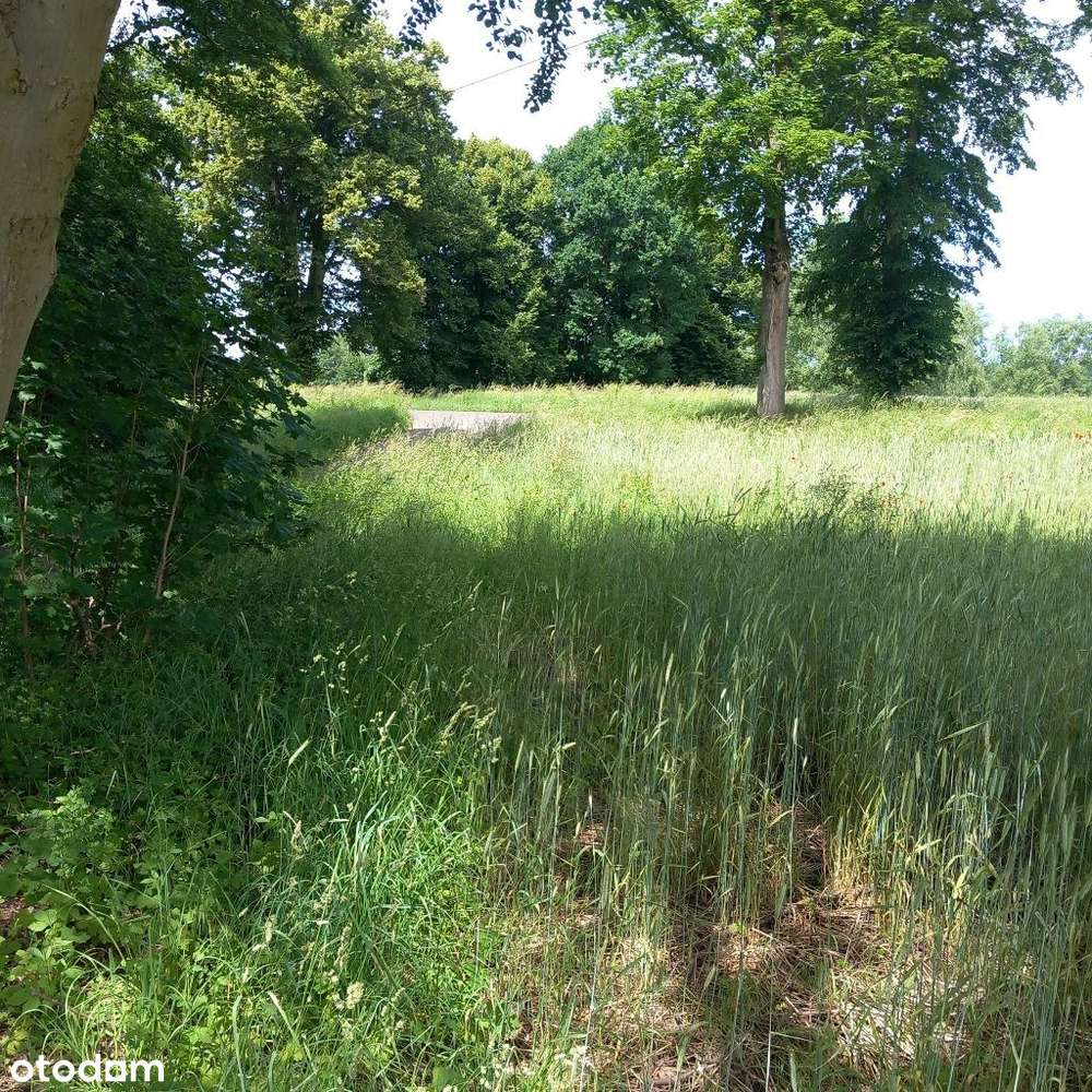 Działki 4km od miasta z kompl. mediów i utw. drogą - Pełny obrazek: 4/12