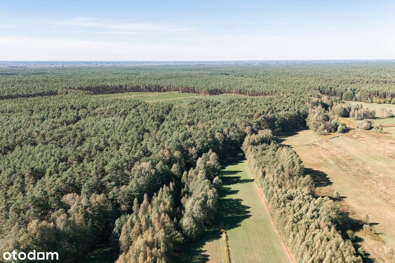 Las w pobliżu ośrodków wypoczynkowych Wilga - Pełny obrazek: 4/4