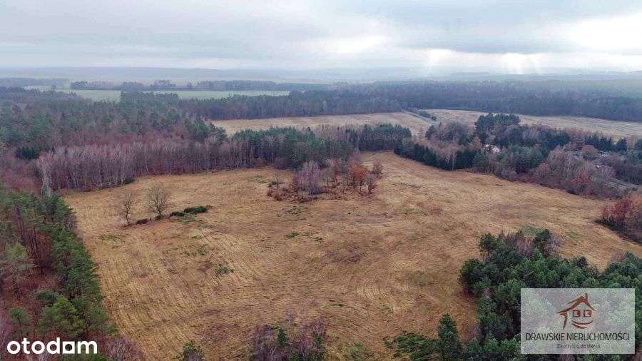 Dwie działki rolne, 25 ha w Pepłówku - Pełny obrazek: 4/13
