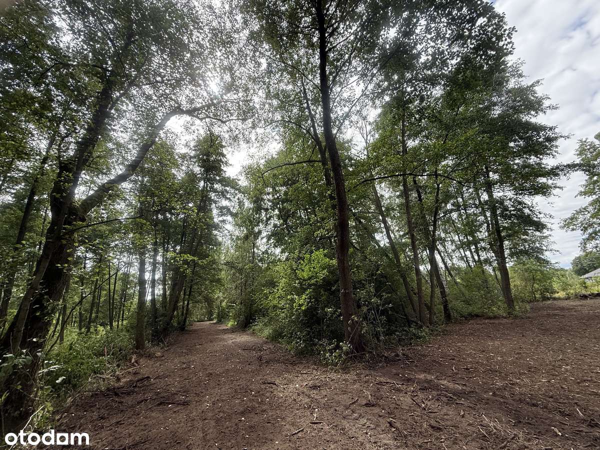 Adamów-wieś, 6000m2, bezpośrednio - Pełny obrazek: 5/11