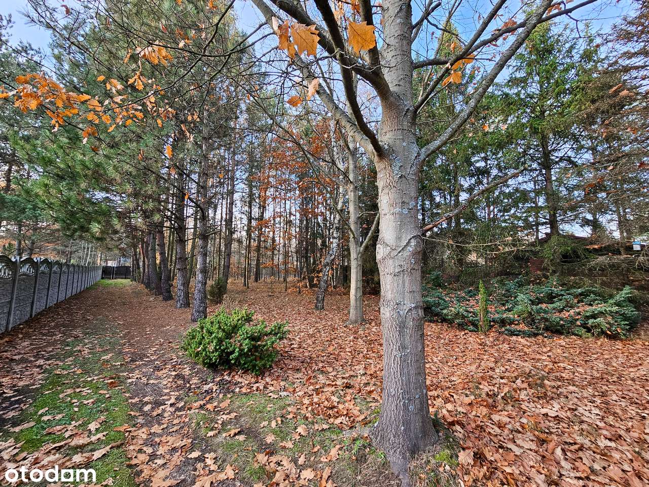 DZIAŁKA BUDOWLANA+LAS |6228 m² | MEDIA W DRODZE | ZALEW PORAJSKI - 3km-5