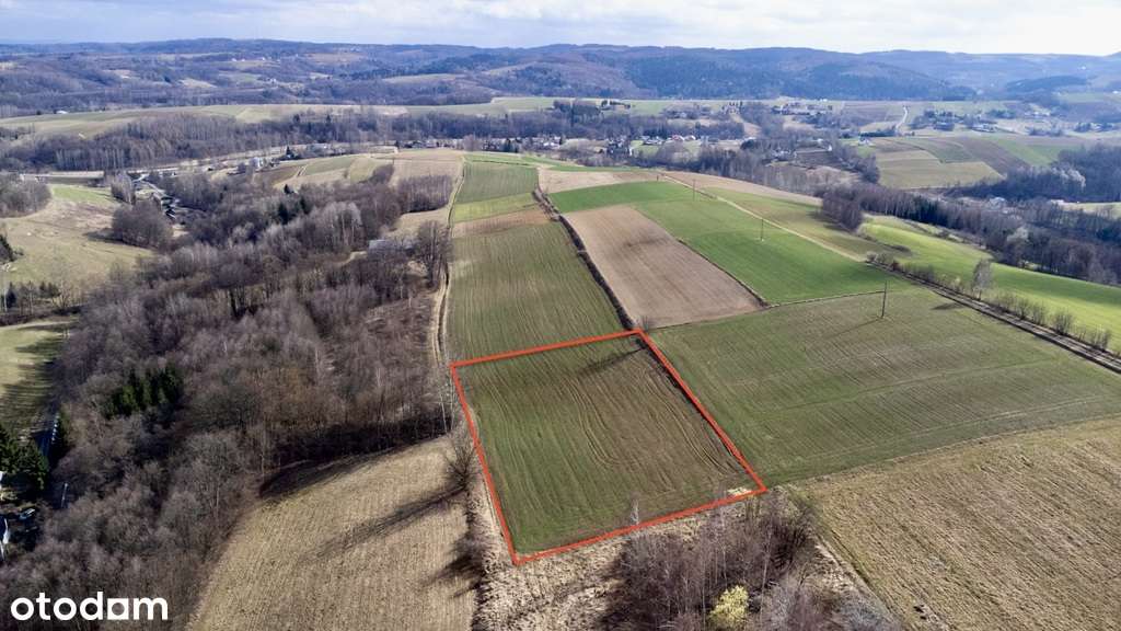 Działka po zabudowę 38ar [WZ 2 domy] - Brzeziny - Pełny obrazek: 4/9