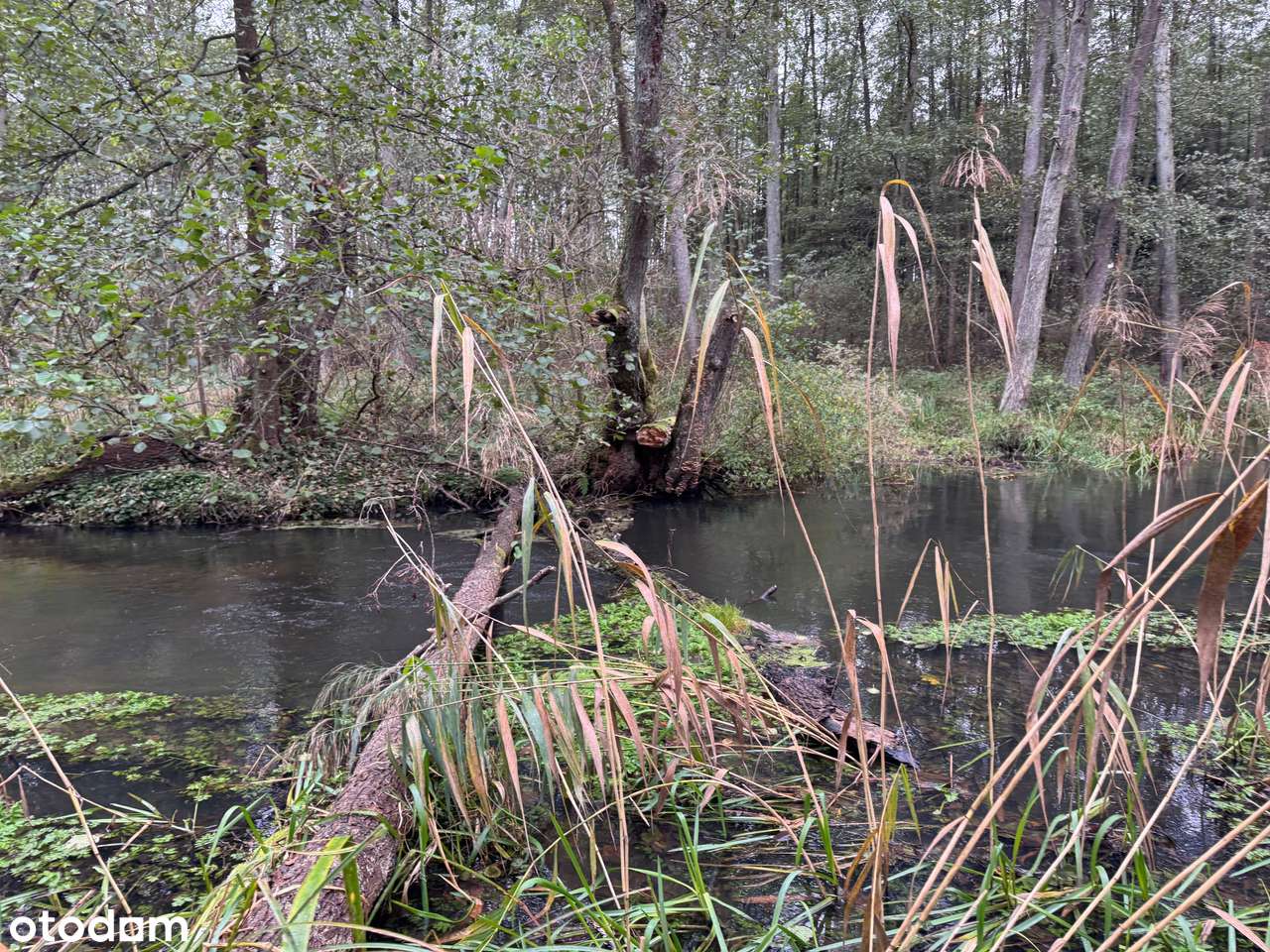 Duża działka nad rzeką Ilanka-4