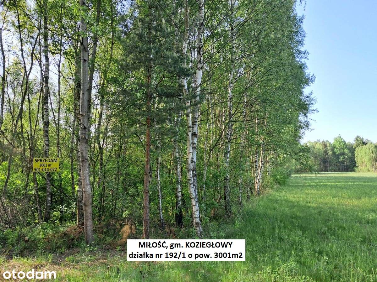 Miłość działka dla ukochanej :-) 3001m2 cena tylko 29.900zł-0