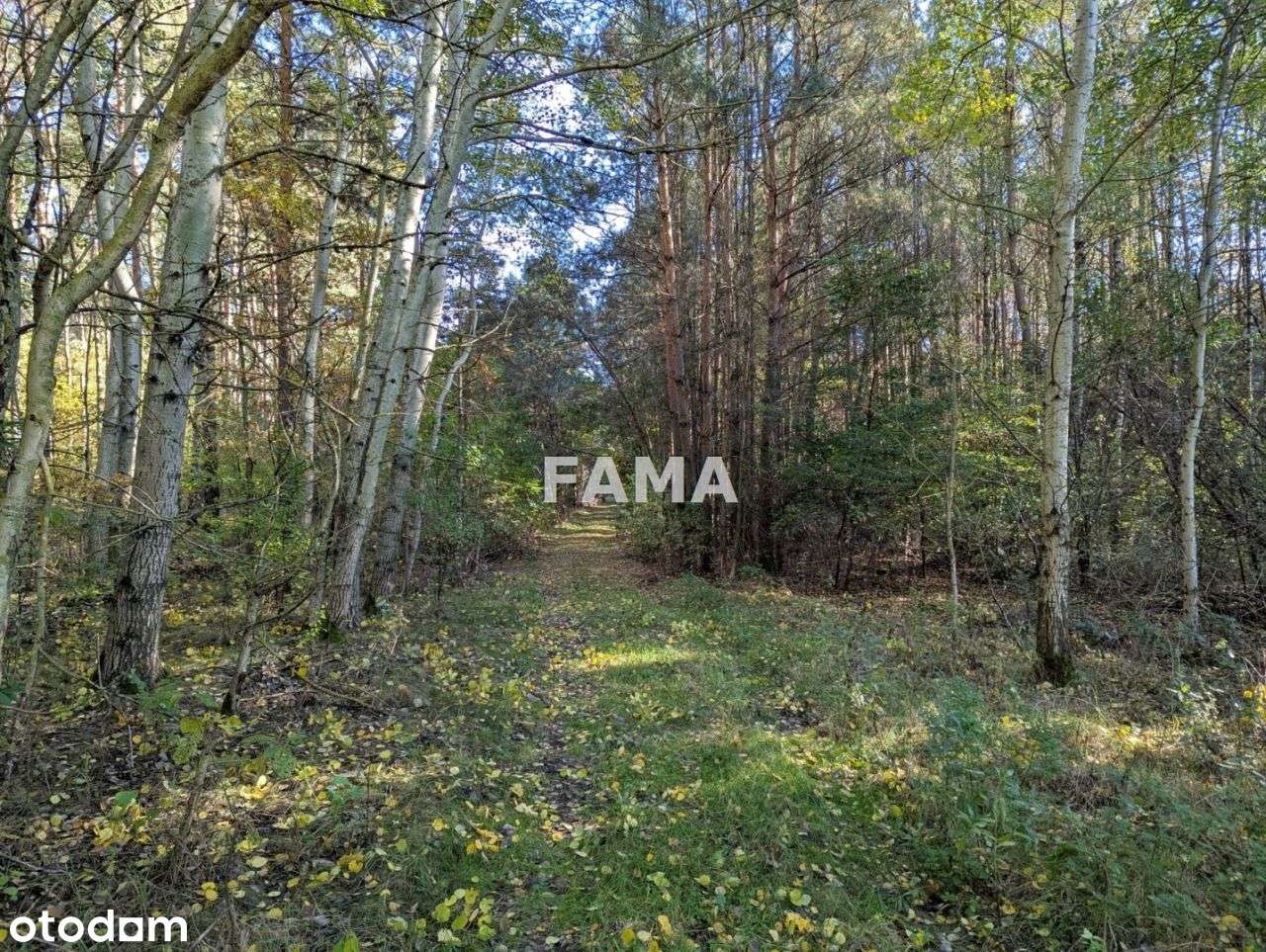 Działka 3,87 ha, Lisek, gm. Fabianki, asfalt-7