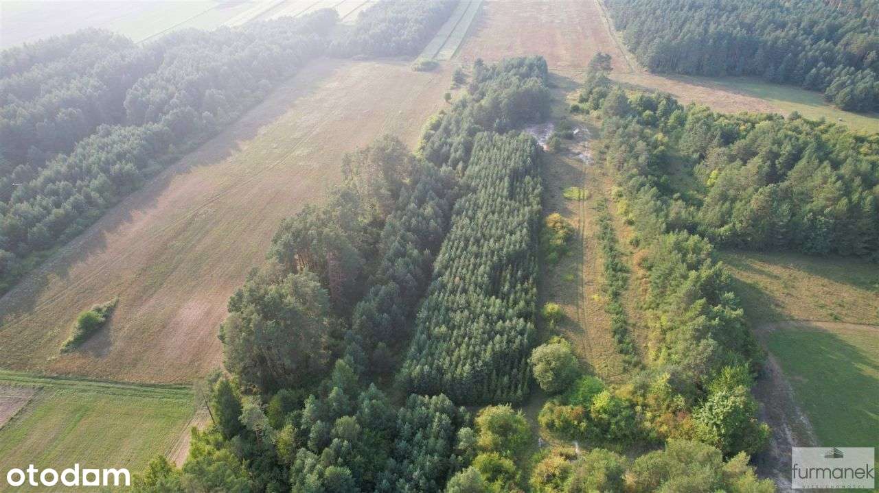 Działki porośnięte lasem sosnowym na Roztoczu - Pełny obrazek: 3/13