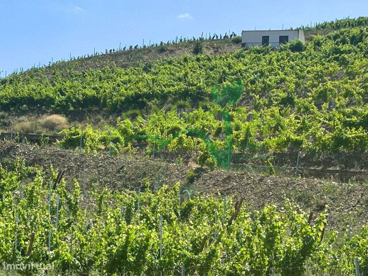 Quinta no Douro Superior , Freixo de Numão - Grande imagem: 5/9