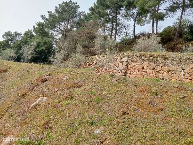 Terreno agrícola - Grande imagem: 4/7