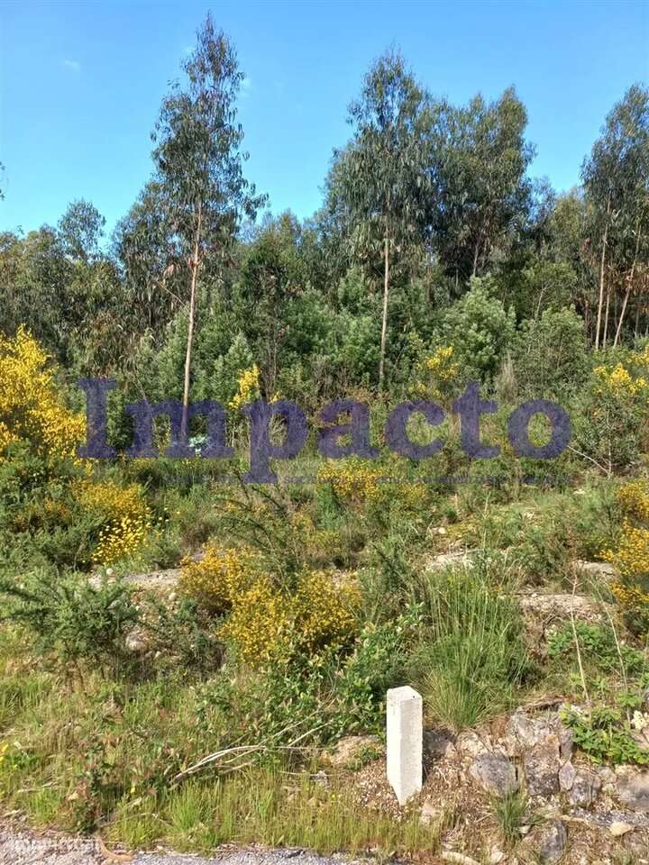 Terreno Rústico, Pinhal - Grande imagem: 4/6