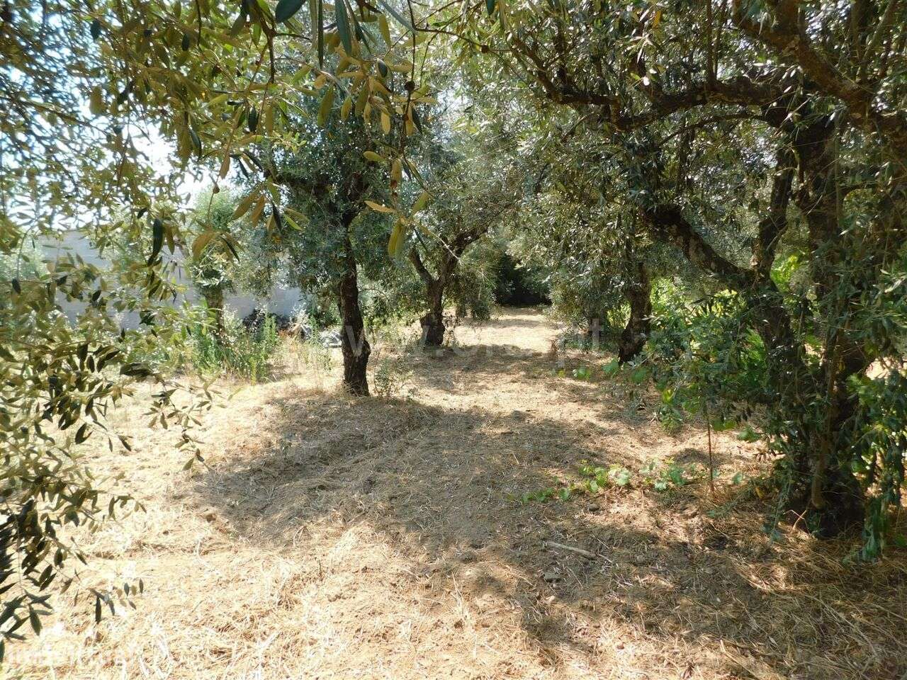 Terreno com ruina / Fundão, Fundão - Grande imagem: 4/12