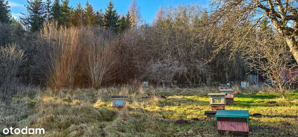 Dom w otoczeniu przyrody, Borki- działka 8497 m2-17