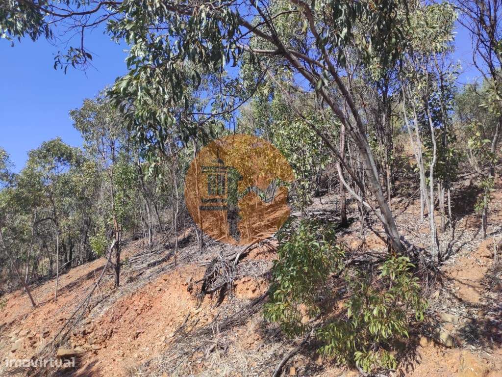 TERRENO RÚSTICO COM 5.550 M2 - COM ÁGUA - CONCEIÇÃO - TAVIRA - ALGARVE - Grande imagem: 5/30