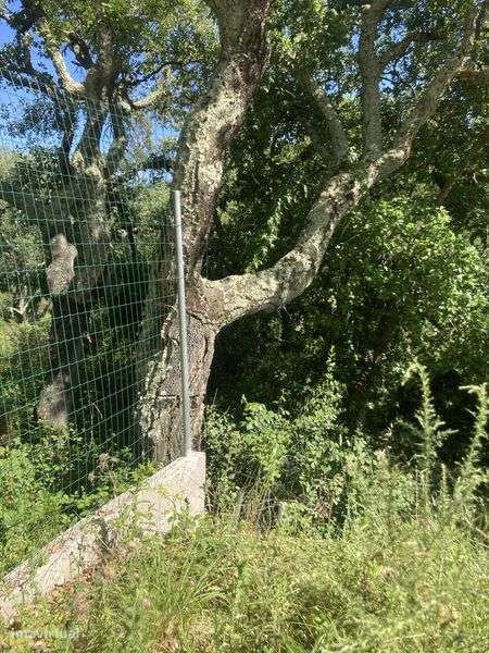 Para cavalos a campo Lisboa loures . Terreno - Grande imagem: 3/6