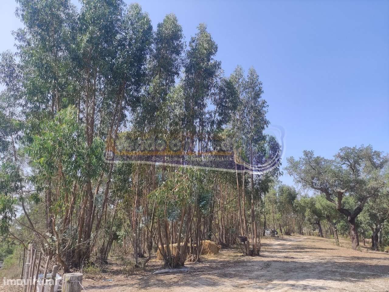 Monte Alentejano em Mora (MOR037) - Grande imagem: 3/32