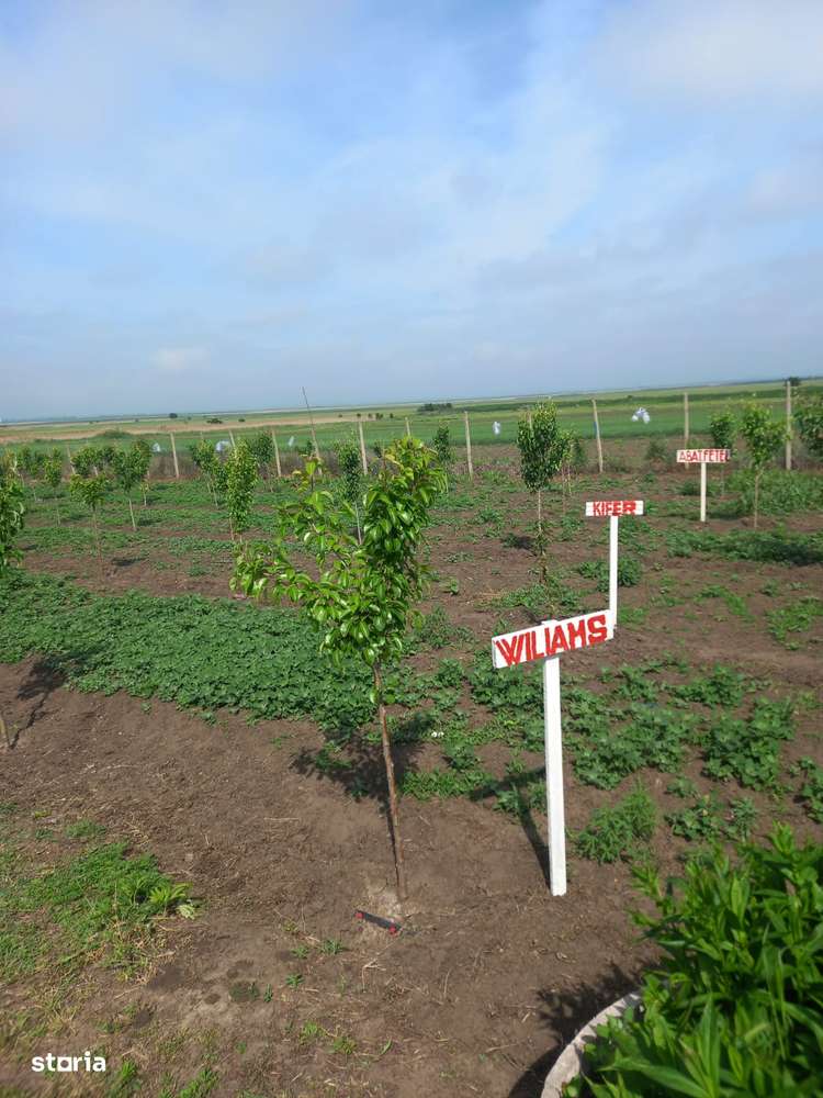 Casa baraneasca + 9300mp teren (livada) zona sat Ziduri jud. Buzau-12