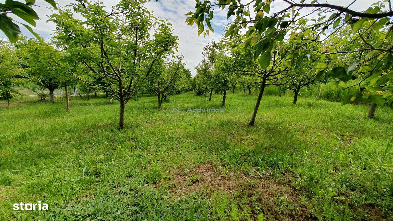 Teren intravilan - 2400 mp - 3 cabane din lemn modulare - Lisaura - Imagine principală: 4/10