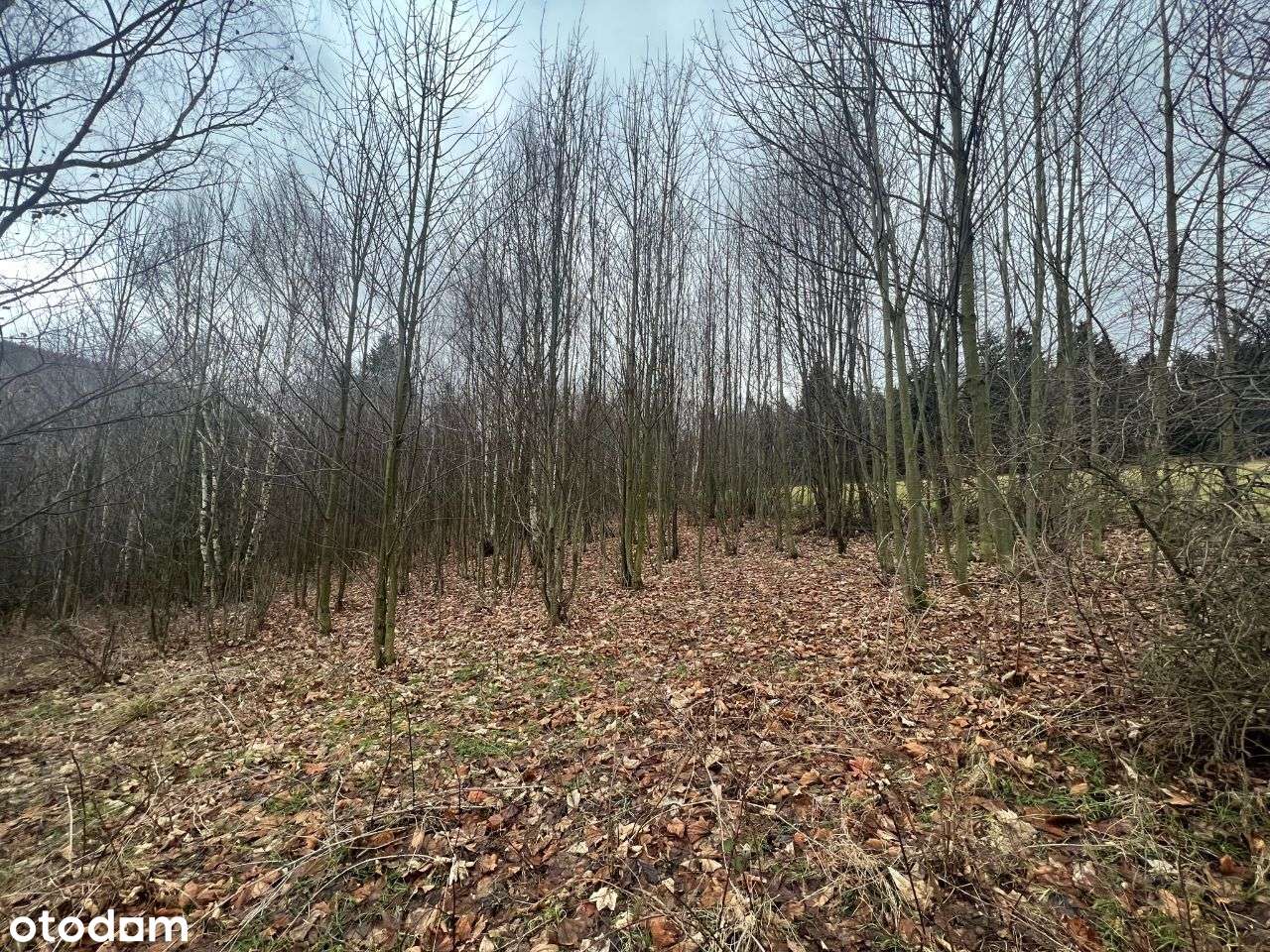 Grunt inwestycyjny MN/T Stronie Śląskie- Wieś - Pełny obrazek: 5/7