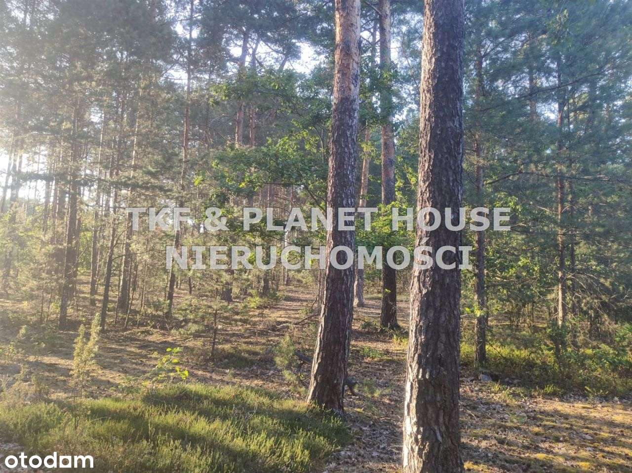 Na sprzedaż działka leśna pow. 4 ha Walerianów - Pełny obrazek: 4/8