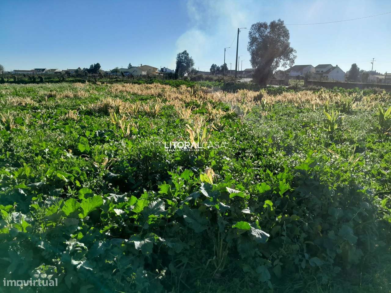 Terreno com 2 artigos em Mamodeiro - Grande imagem: 2/15