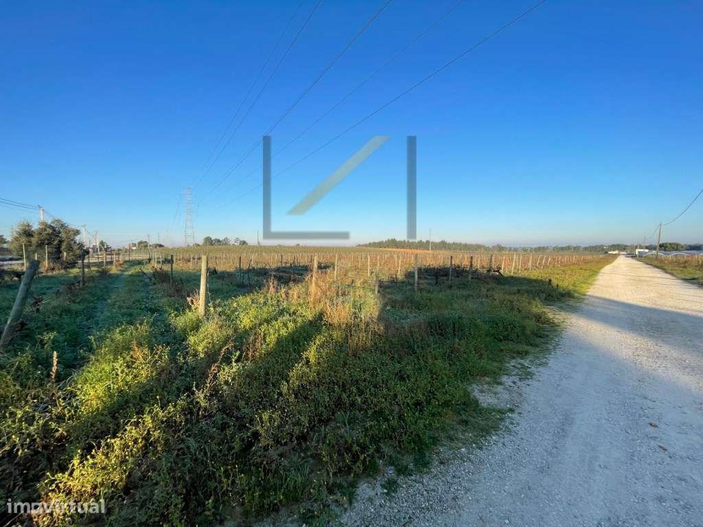 Terreno Rústico com vinhas e furo, Quinta do Anjo, Palmela - Grande imagem: 5/15